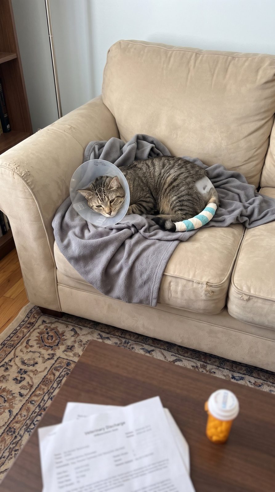 Biscuit resting at home after surgery, his tail bandaged and wearing a recovery cone